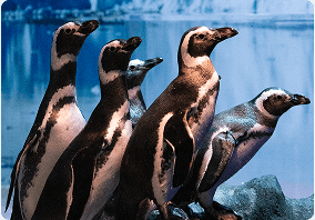 PINGUIM-DE-MAGALHÃES
