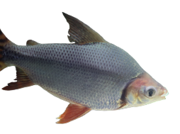Peixe