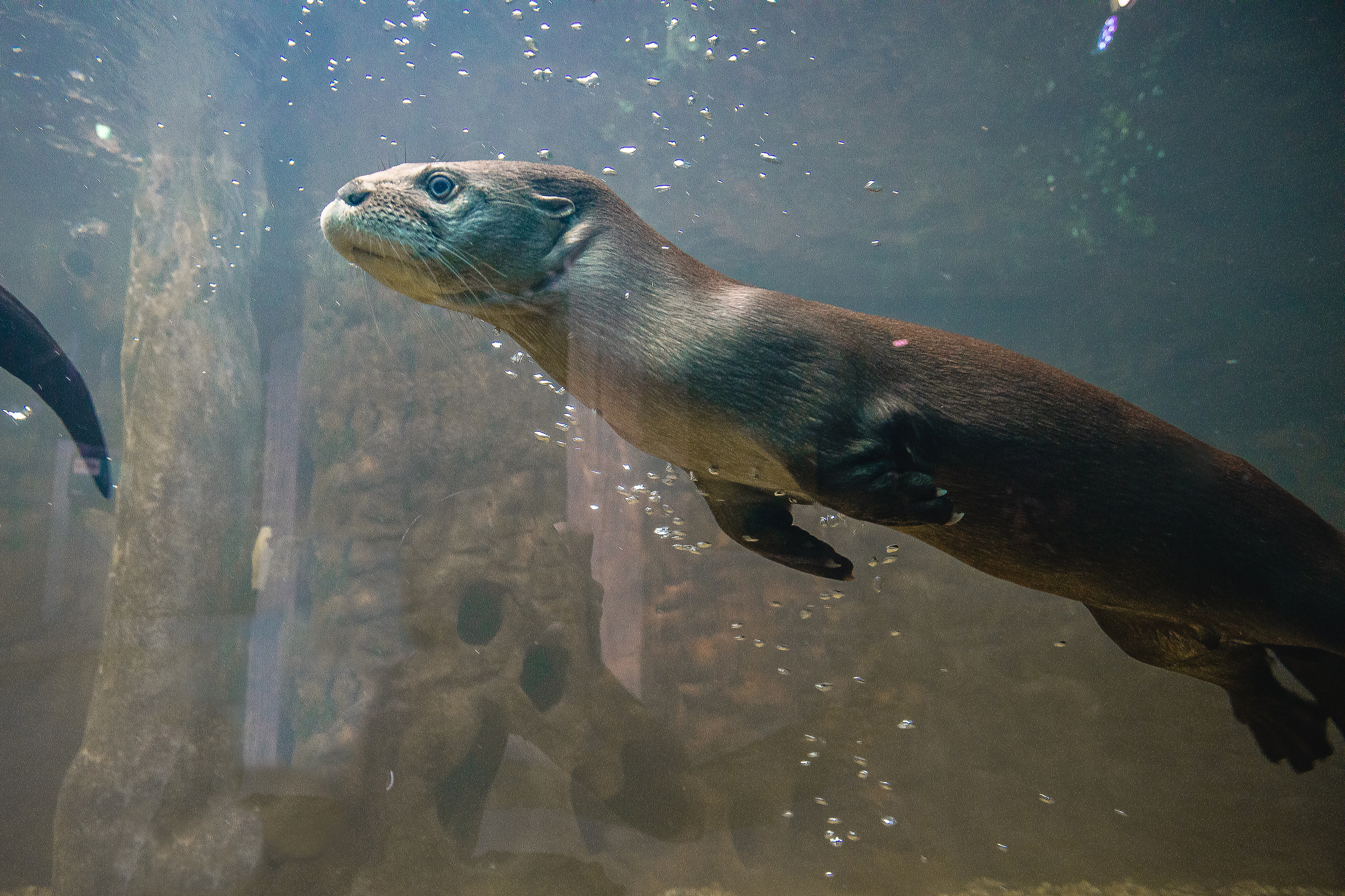Cuidar das águas é cuidar da vida