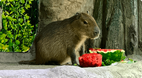 Resgate e cuidado com as capivaras