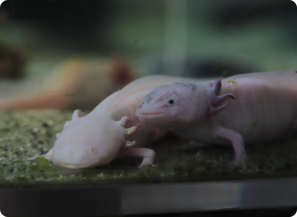 Compromisso com a vida animal